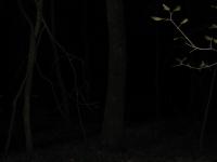 Chicago Ghost Hunters Group investigates Robinson Woods (243).JPG